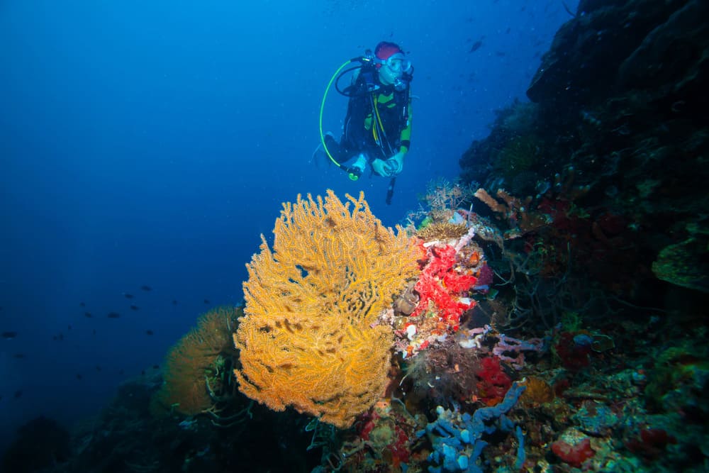 Loreto Ferrer resalta el potencial de Colombia como destino para el turismo de buceo familiar