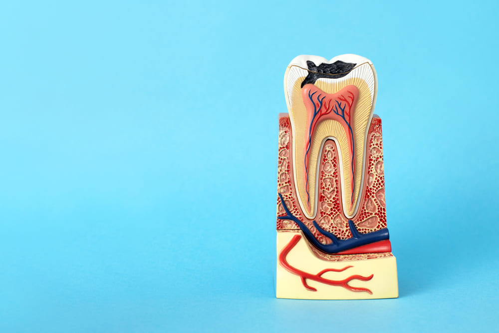 Periodoncia en Panamá: qué es y cómo protege tus encías